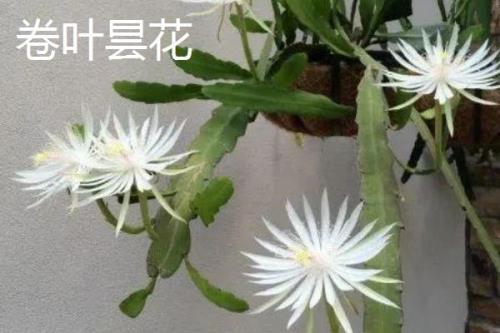 昙花有哪些品种，包括细叶昙花、孔雀昙花、锯齿昙花等种类