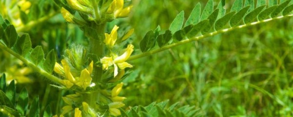 黄芪什么时候开花，附地理分布