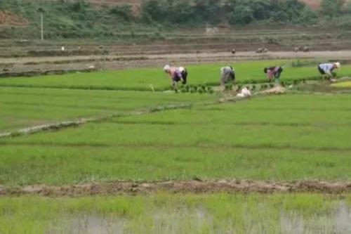 田里的地老鼠怎么防治，可采用隔离法、灌水法、毒饵诱杀法等