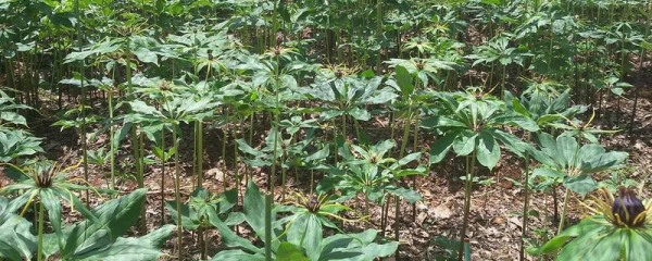 重楼的种植前景怎么样，重楼种子大概多少钱一公斤