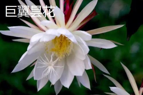 昙花有哪些品种，包括细叶昙花、孔雀昙花、锯齿昙花等种类