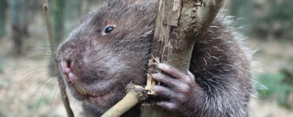 竹鼠一年生几胎？竹鼠的繁殖习性和养殖种类