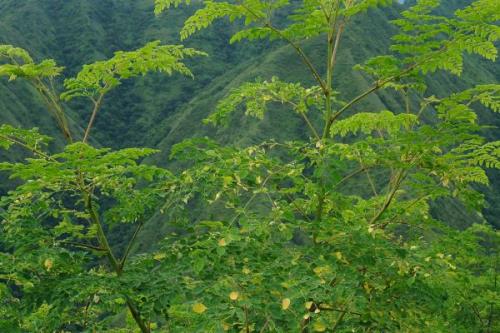 辣木的价格，价格会根据地区、行情而上下浮动