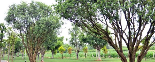 树怎样种植，怎样移植