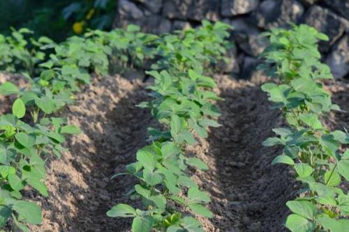 早熟毛豆种植技术，施肥补苗是关键