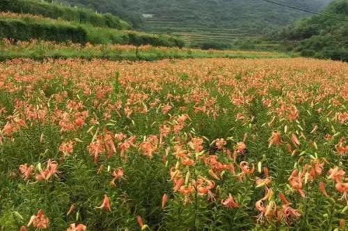 百合花的繁殖方法，春季可在苗圃中播种