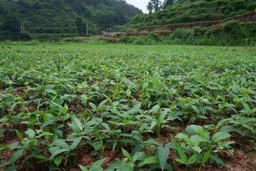 半夏种植技术，春夏秋季均可进行播种