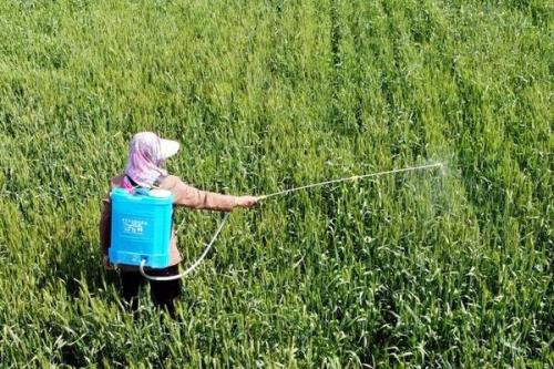 喹硫磷杀什么虫，可灭杀蔬菜害虫、果林害虫、棉花害虫、水稻害虫等