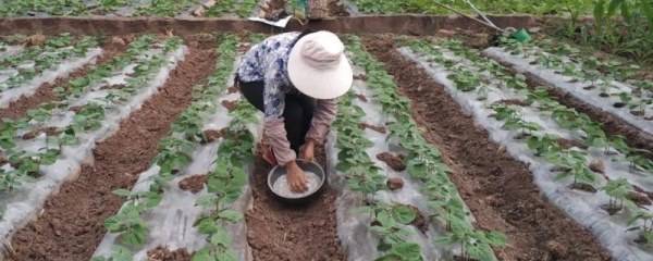 冬季豆类作物如何浇水施肥，尽可能减少复合肥的使用