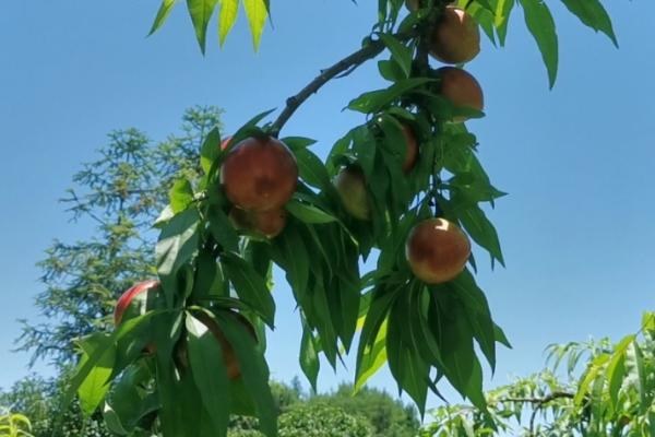 油桃树疏花疏果技术，疏花通常在花蕾期和花期进行