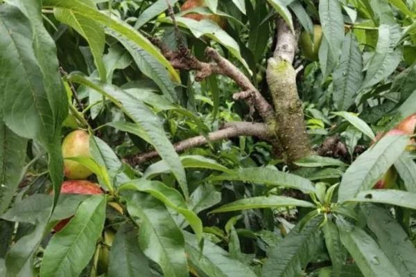 油桃树疏花疏果技术，疏花通常在花蕾期和花期进行