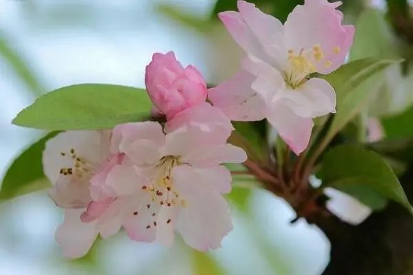 萝卜海棠花怎样种植，如何繁殖