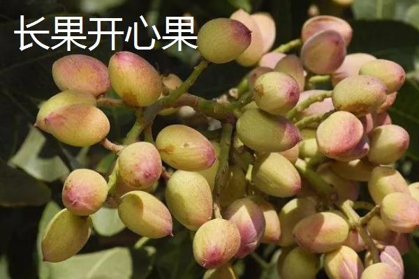 开心果的主要虫害，象鼻虫会啃食嫩芽和花序