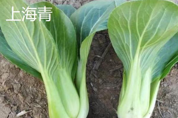 上海青和油菜是同一种菜吗