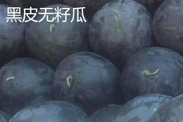 西瓜成熟需要多少天，从种植到成熟需要90-120天左右