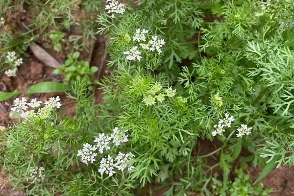 香菜会不会开花，花期大约在4、5月份