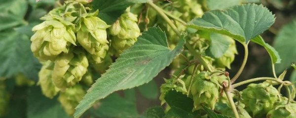 啤酒花田间管理技术，灌溉或雨后均应及时中耕除草