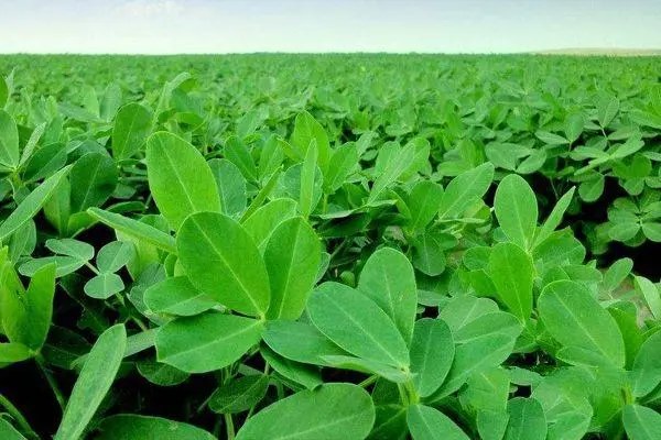 河南种花生面积，哪些地区适宜种植花生