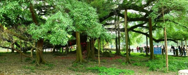 榕树在门口风水十大禁忌