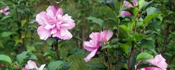 芙蓉花种家门口适不适合，阳光充足才能绽放