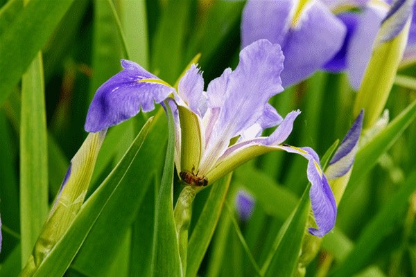 鸢尾花要深水养吗，鸢尾花的养殖技巧