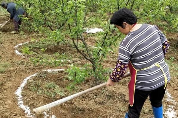 磷肥施用过量的害处，会诱发土壤缺锌