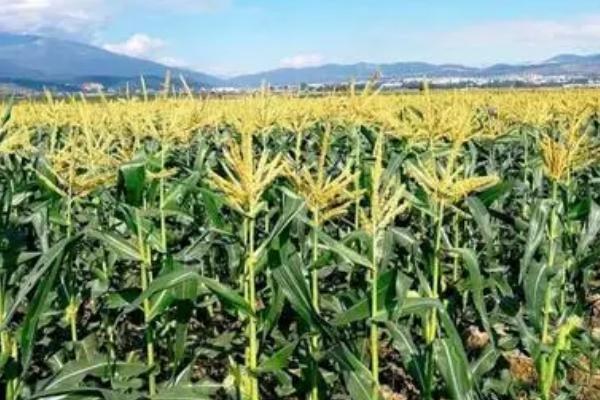 种植水果玉米如何播种，远离普通玉米种植地、按照25厘米的株距进行播种