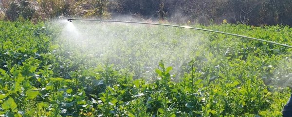 蔬菜打药后多久能采摘食用，蔬菜如何清洗干净