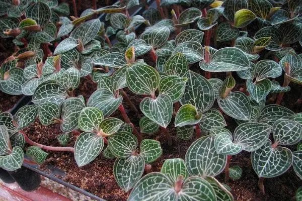 金线莲的种植前景如何，生长特点及养护技巧