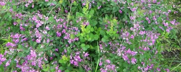 苕子什么时候开花，花期和果实成熟时间