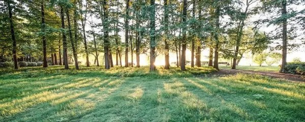 黄桷树叶子，美丽的黄桷树叶子图片欣赏