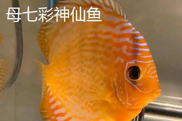 七彩神仙鱼如何区分公母，可从体型、外观和颜色来区分