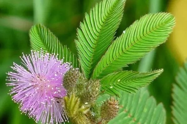 在家怎么种植盆栽含羞草，浸泡种子与准备播种