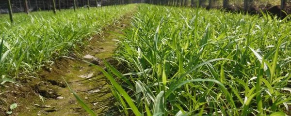 白芨栽培技术，如何成功种植白芨