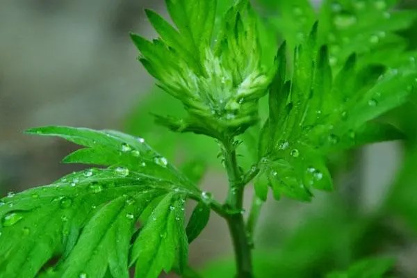 艾条冒烟太大好吗，如何正确使用艾草熏蒸