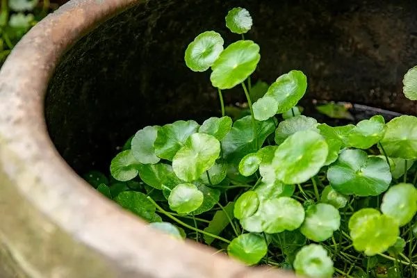 金钱草种植，让你的盆栽健康