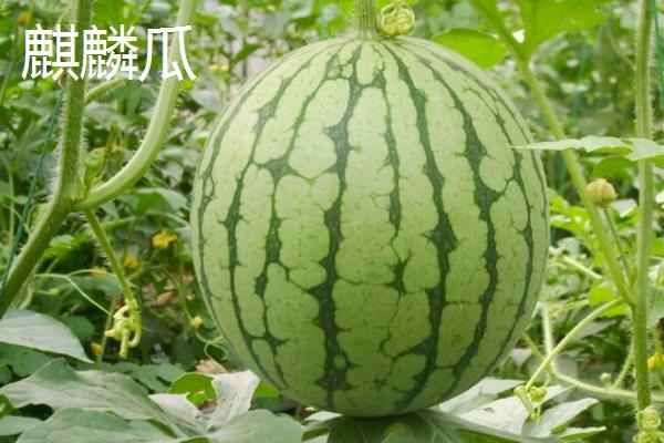 西瓜成熟需要多少天，从种植到成熟需要90-120天左右