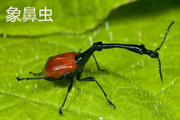 开心果的主要虫害，象鼻虫会啃食嫩芽和花序