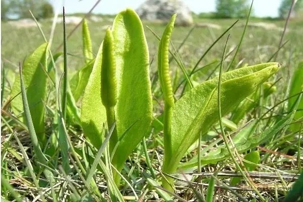 东北白鲜皮种植效益，种植难度