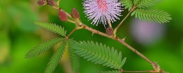 在家怎么种植盆栽含羞草，浸泡种子与准备播种