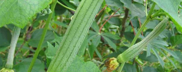 丝瓜露天种植时间，北方地区在3-4月