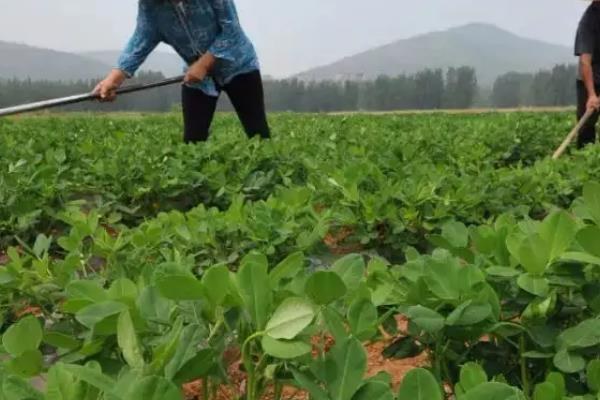 花生何时打头遍药，附花生种植方法