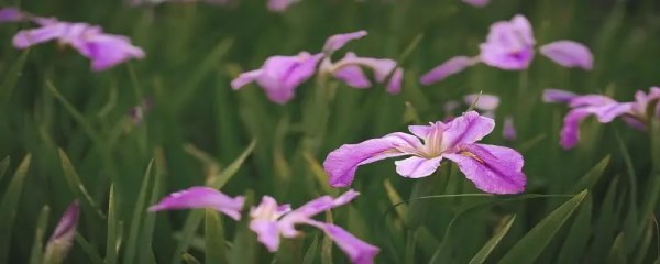 鸢尾花要深水养吗，鸢尾花的养殖技巧