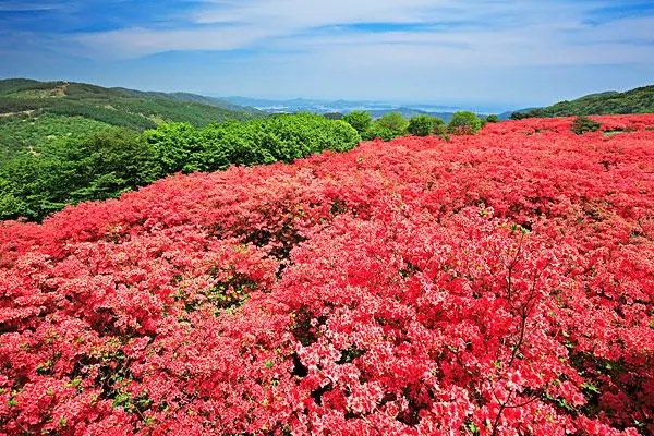 杜鹃花长出新叶，杜鹃花新叶增长的方法