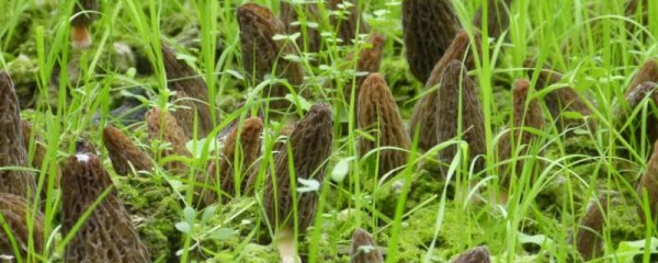 野生羊肚菌和种植羊肚菌的区别，一般在3-4月之间采摘