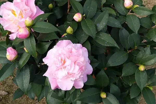 如何正确养护四季茶花花朵，避免花蔫的方法