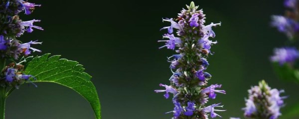 藿香的种植方法，将根茎排列在沟底之后要封沟浇水