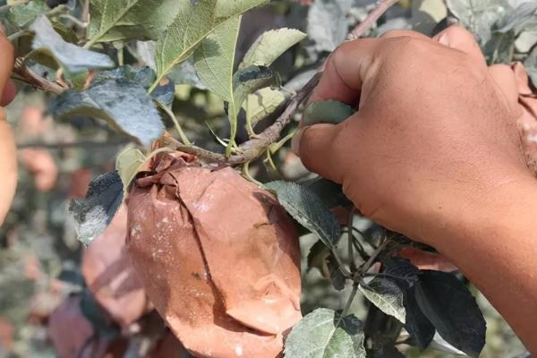 苹果摘袋后的田间管理办法，脱袋后需要补钙打药