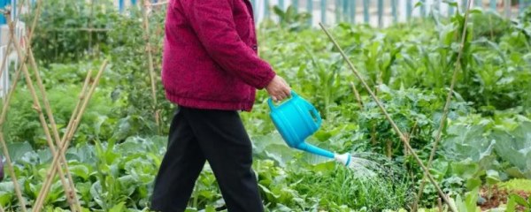 如何掌握好肥料和灌水，掌握好能稳提果蔬耐贮性