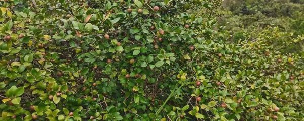 油茶苗的种植，茶种植成本及利润